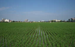 Fuxing Rice Field // 福興鄉
