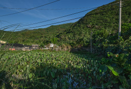 Lanyu Taro Farm // 蘭嶼
